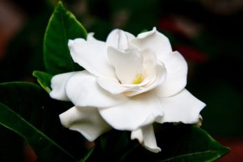 gardenia